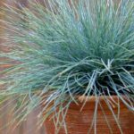 How to grow fescue in pots?