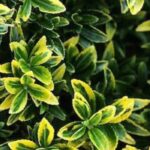 Privet: which variety to choose to cover a slope?