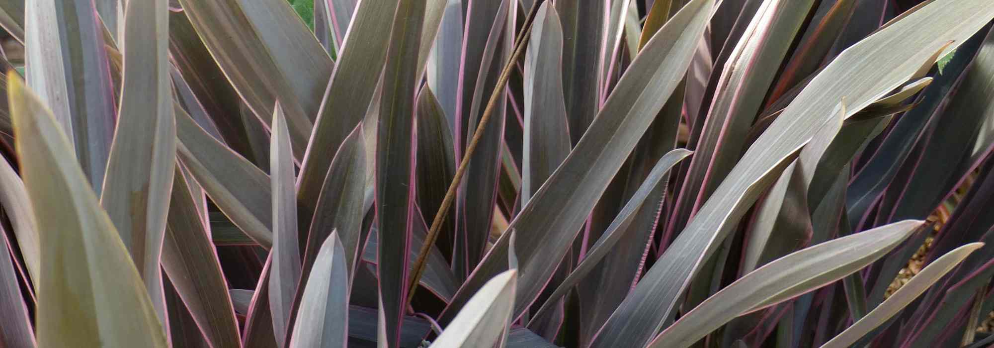 Coffee Colour Inspiration