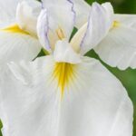 7 white-flowered water irises to brighten banks or moist soils