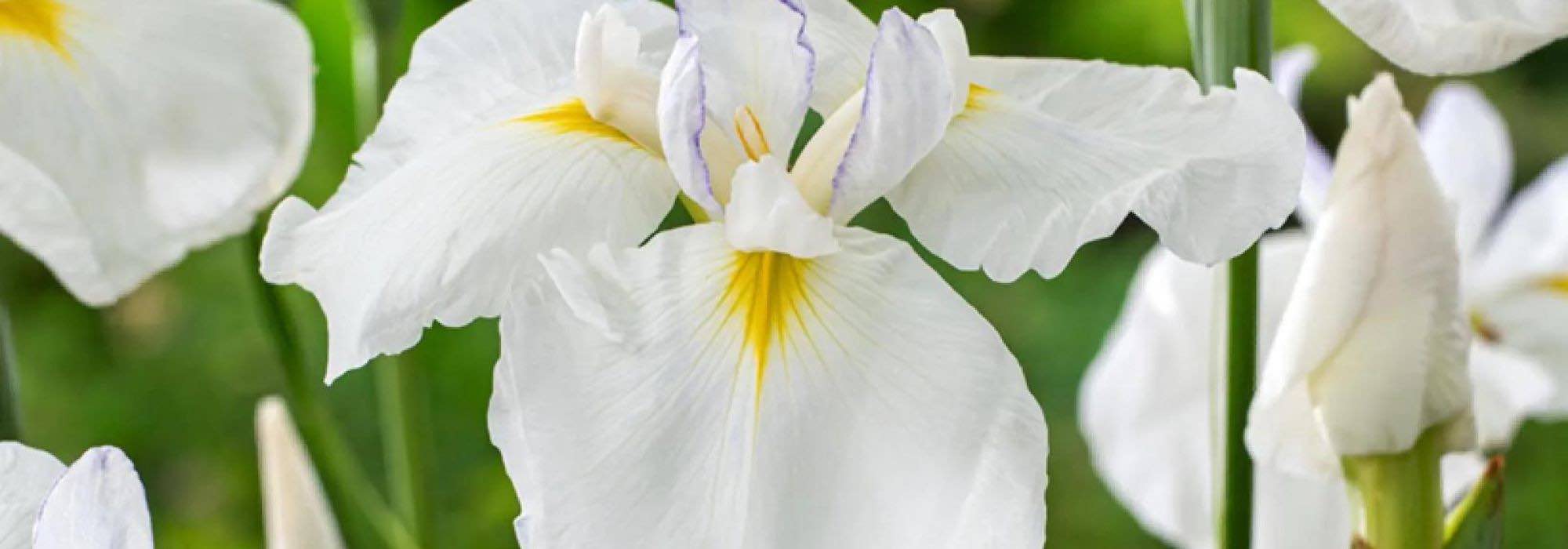 7 white-flowered water irises to brighten banks or moist soils