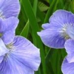 9 superb water irises with blue flowers