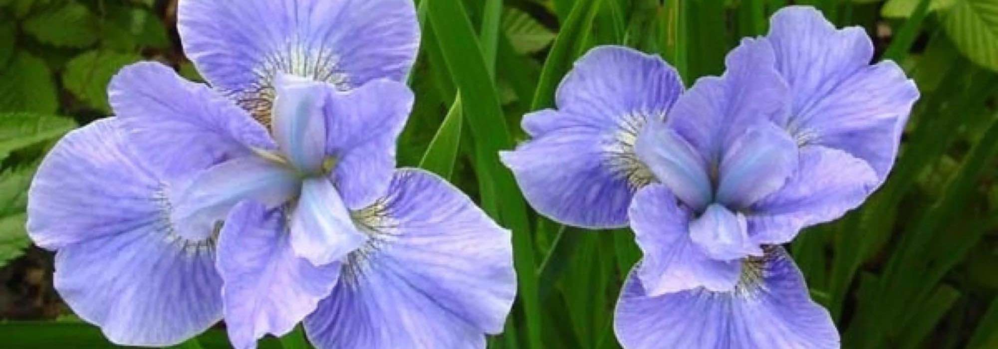 9 superb water irises with blue flowers