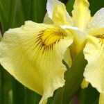 Top 5 yellow-flowered water irises