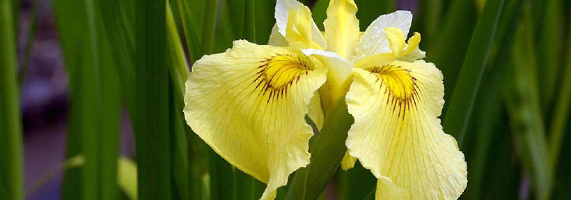 Top 5 yellow-flowered water irises