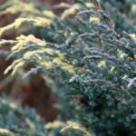 Juniper: which varieties are best for covering a slope?