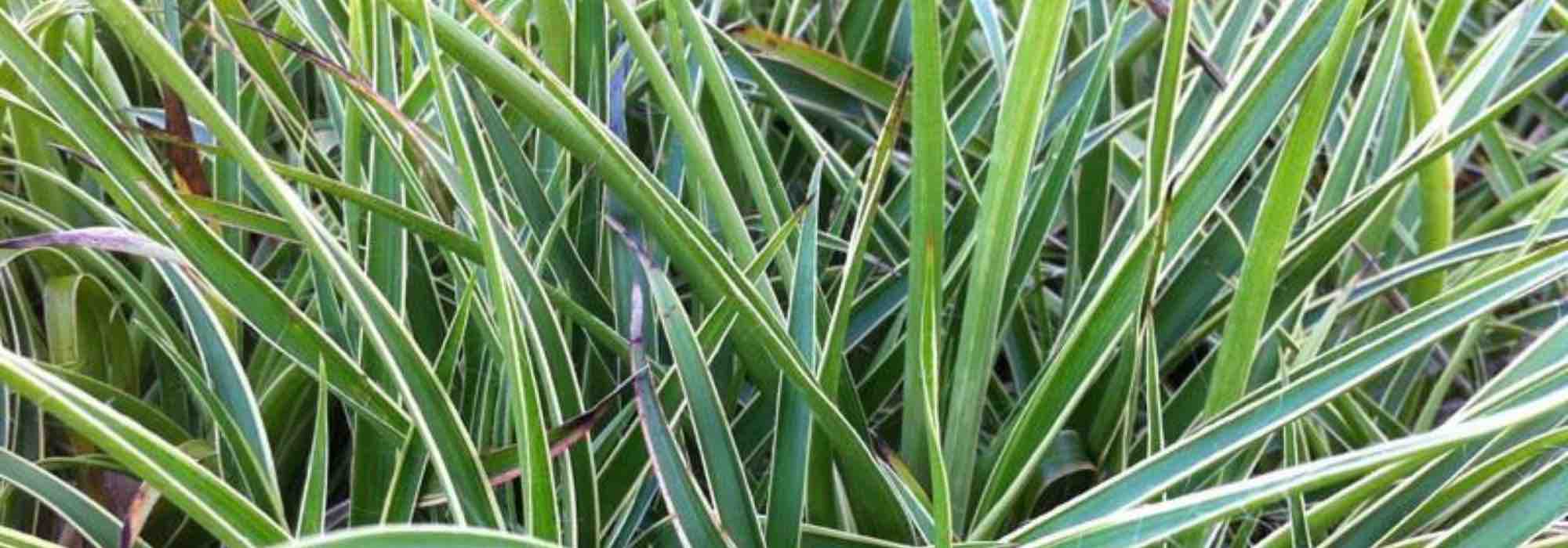 Growing Luzula in a pot