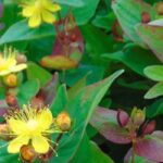 St John's wort: which varieties to choose to cover a slope?