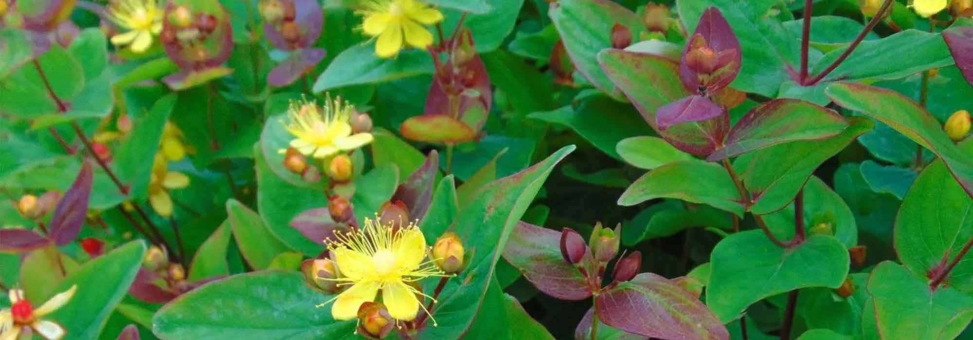 St John's wort: which varieties to choose to cover a slope?