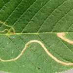 How to get rid of leaf miners on plants?