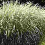 10 tall Miscanthus to discover