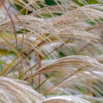 How to grow Miscanthus in pots?