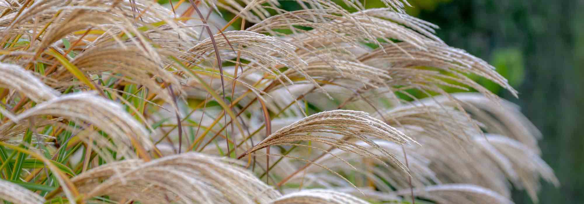 How to grow Miscanthus in pots?