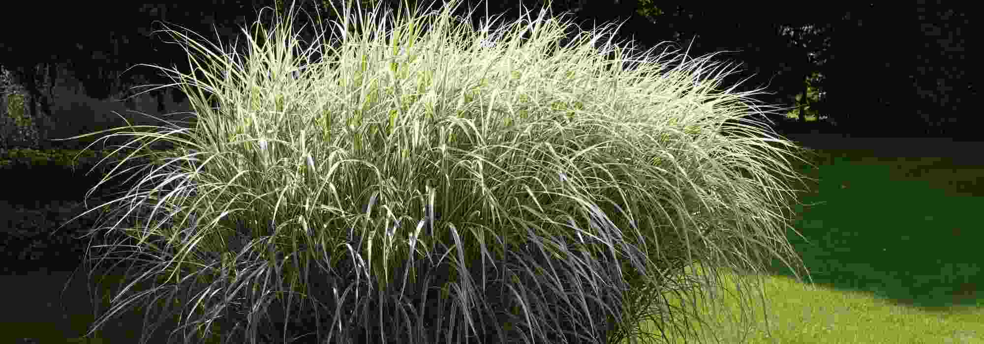 10 tall Miscanthus to discover