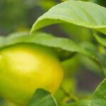 Why aren’t my citrus trees bearing fruit?