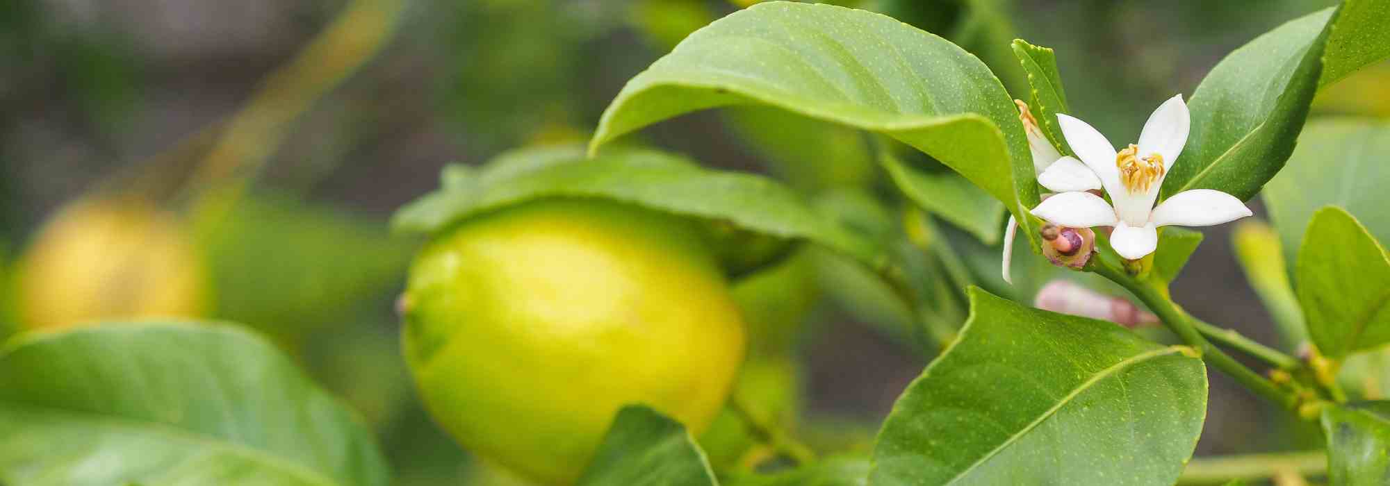 Why aren’t my citrus trees bearing fruit?