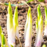How to cook and eat <em>Hosta</em> shoots?
