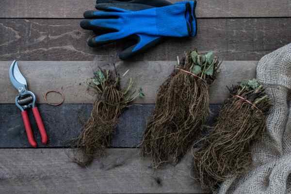 I've just received my plants as bare roots: what should I do?