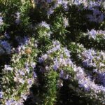 Rosemary: the best varieties to revegetate a slope