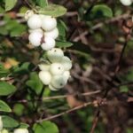 Snowberry: which variety to plant on a bank?