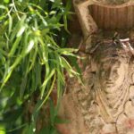 Clay and terracotta pots landscape ideas for the garden