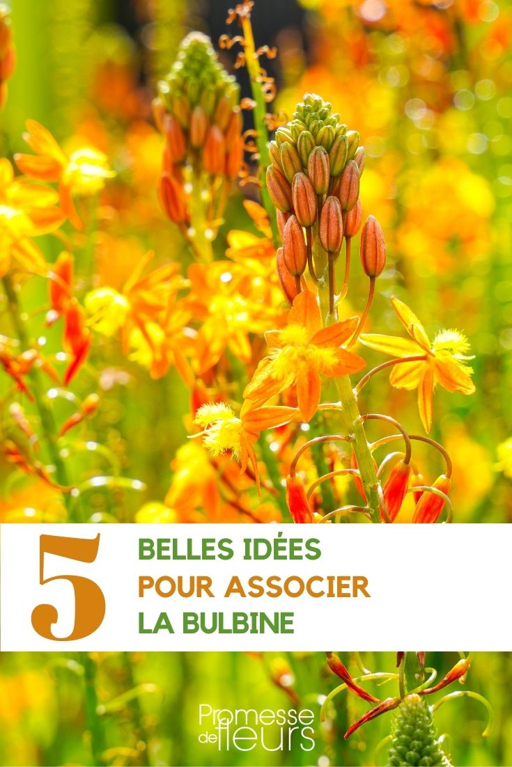 5 beautiful ideas to associate with bulbine association of bulbine flowers