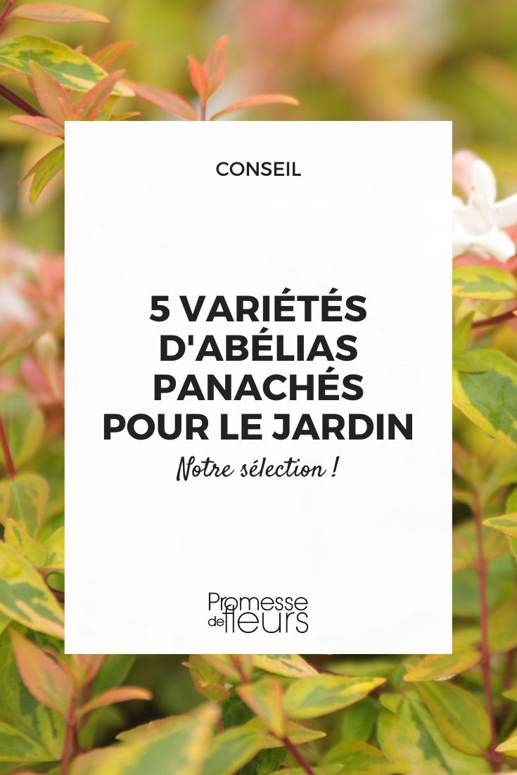 5 essential variegated abelia varieties for the garden abelia grandiflora 'Kaleidoscope'