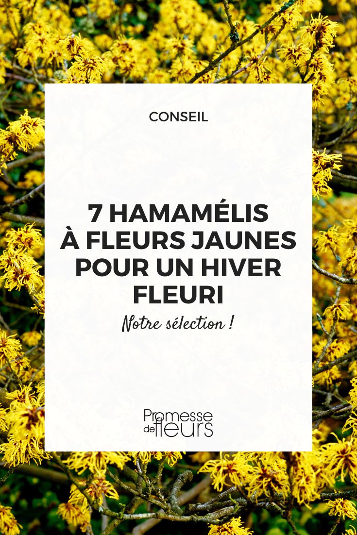 7 Yellow Flowering Witch Hazels for a Colourful Winter Hamamelis 'Arnold Promise'