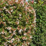 How to prune <em>Abelia</em>?