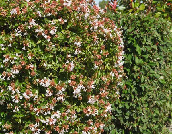 How to prune Abelia?