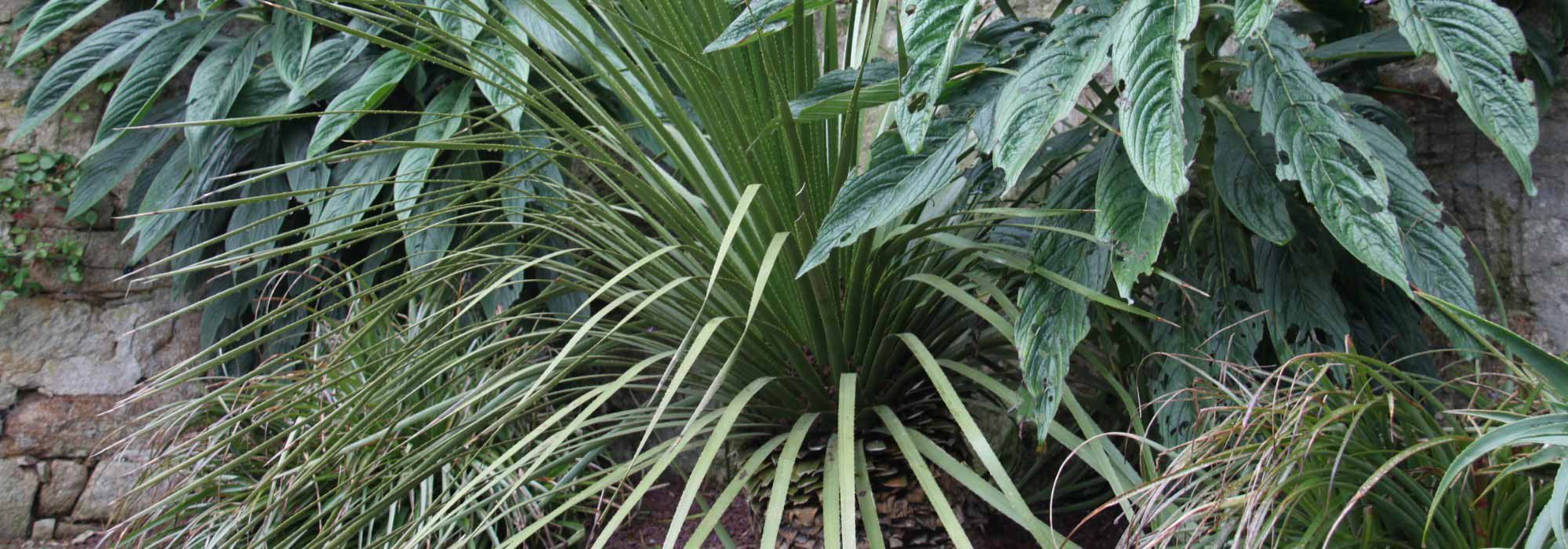 Pairing ideas with Dasylirion