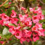 7 pairing ideas with Escallonia