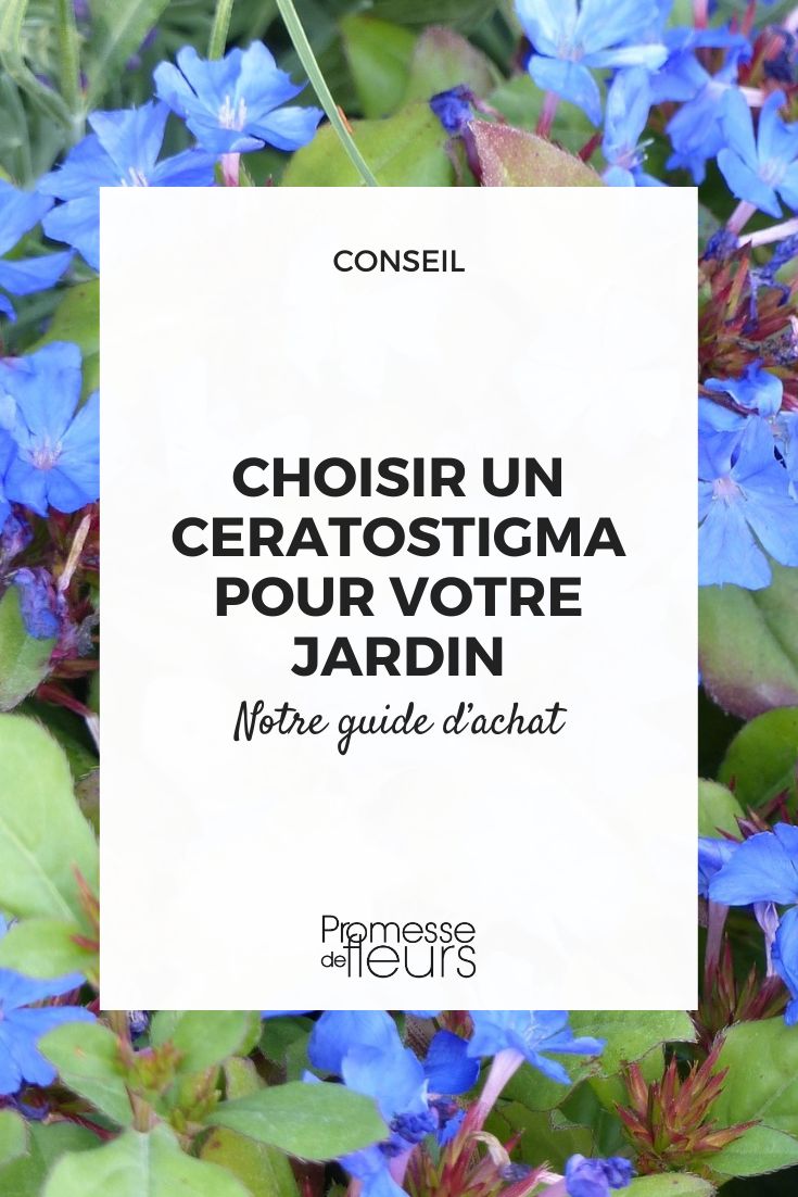 Choosing the Right Ceratostigma for Your Garden Ceratostigma plumbaginoides