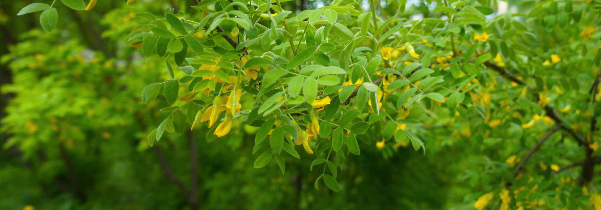 Caragana arborescens, Siberian pea shrub: planting, growing, and care