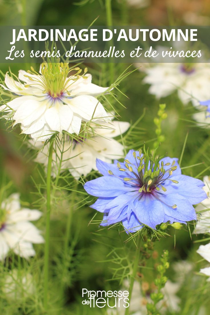 love-in-a-mist