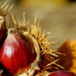 Chestnut: everything you need to know about this autumn fruit