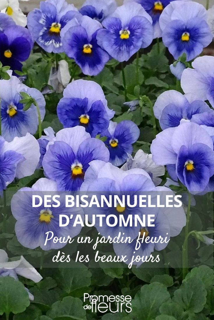 Inspire Metallic Blue Blotch Pansy