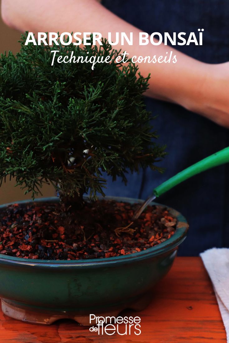 Technique and watering tips for a bonsai