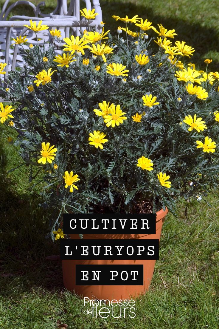 euryops flowers