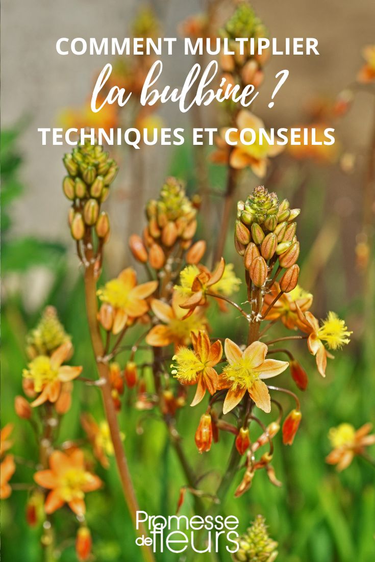 how to propagate bulbine in the garden