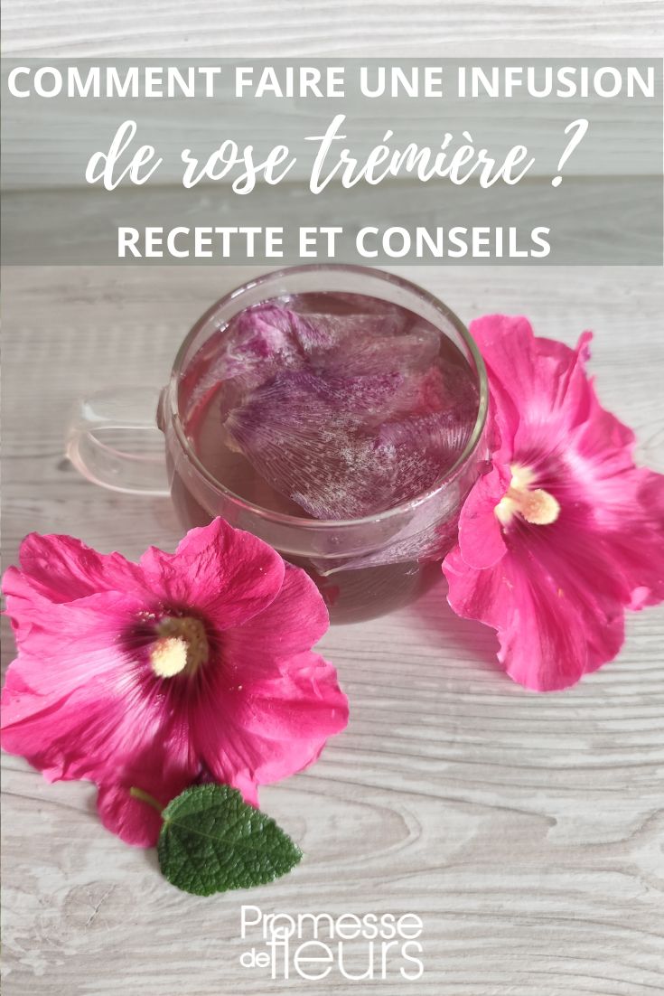hollyhock flower herbal tea