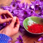 How to harvest, dry and store saffron?