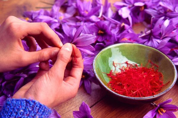 How to harvest, dry and store saffron?