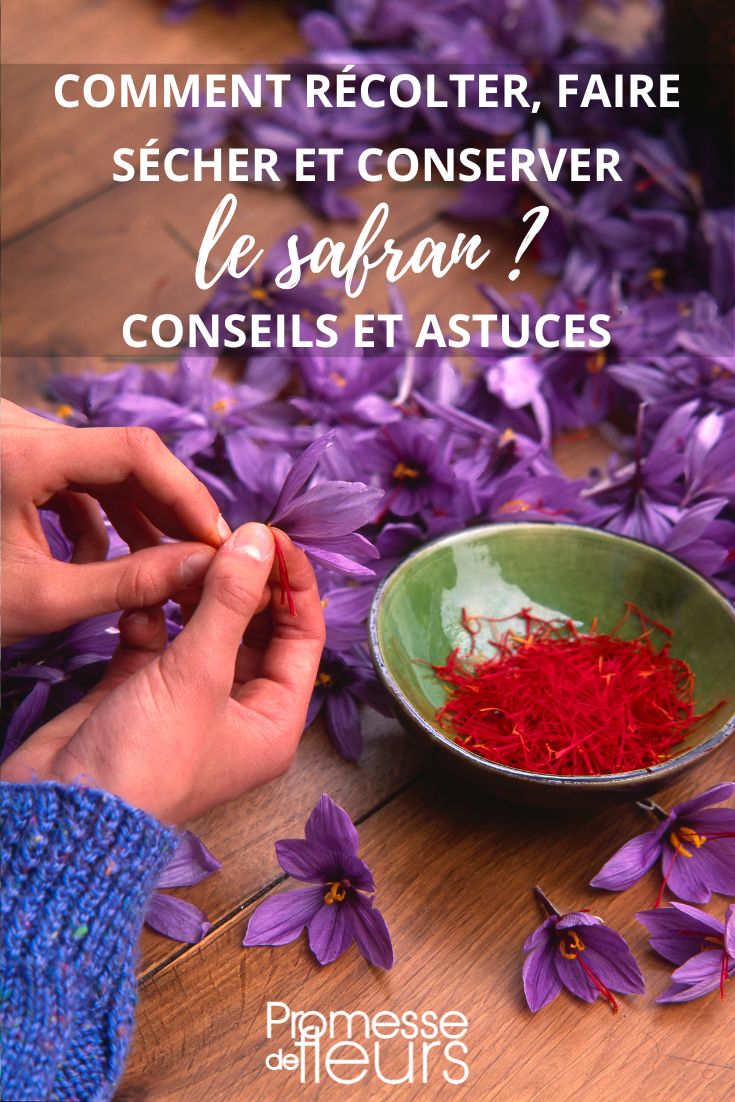 Harvest and Preservation of Saffron