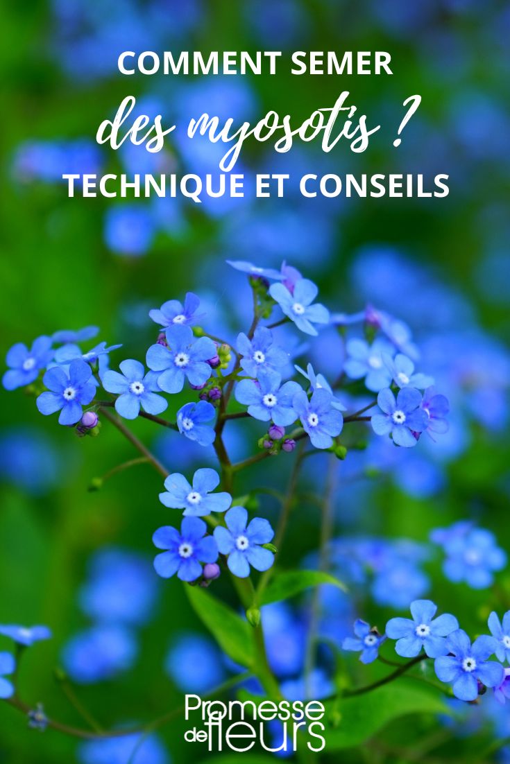 Sowing forget-me-not **flowers**.