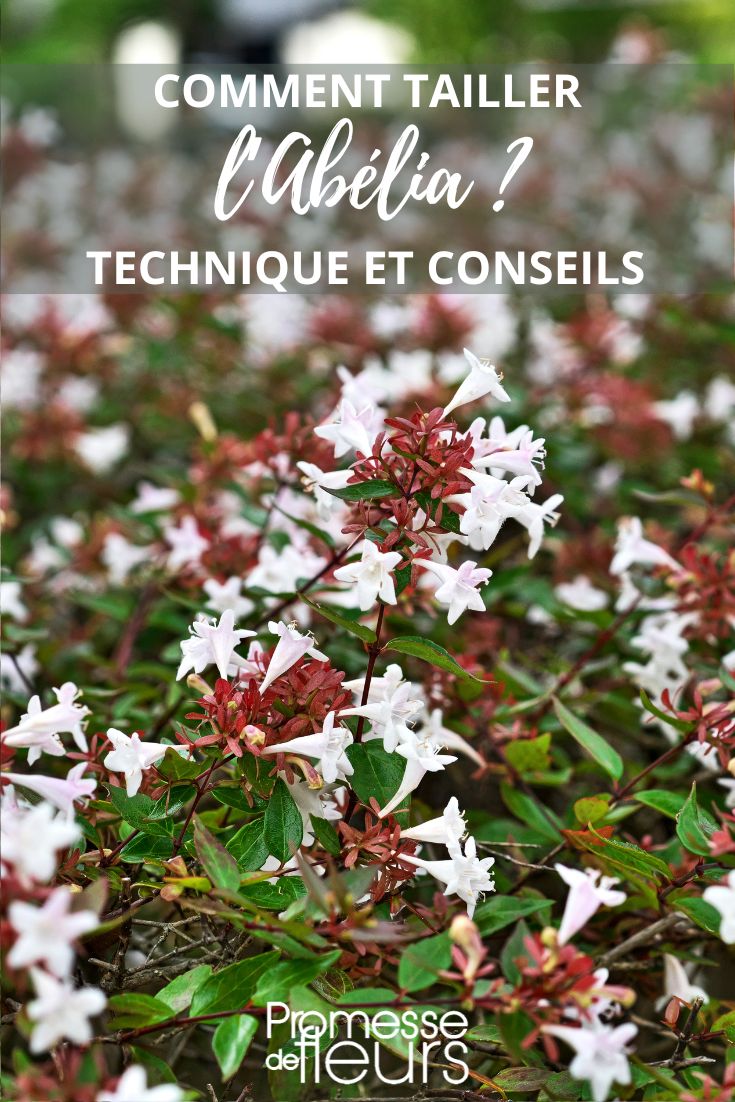 Pruning and Trimming of Abelia