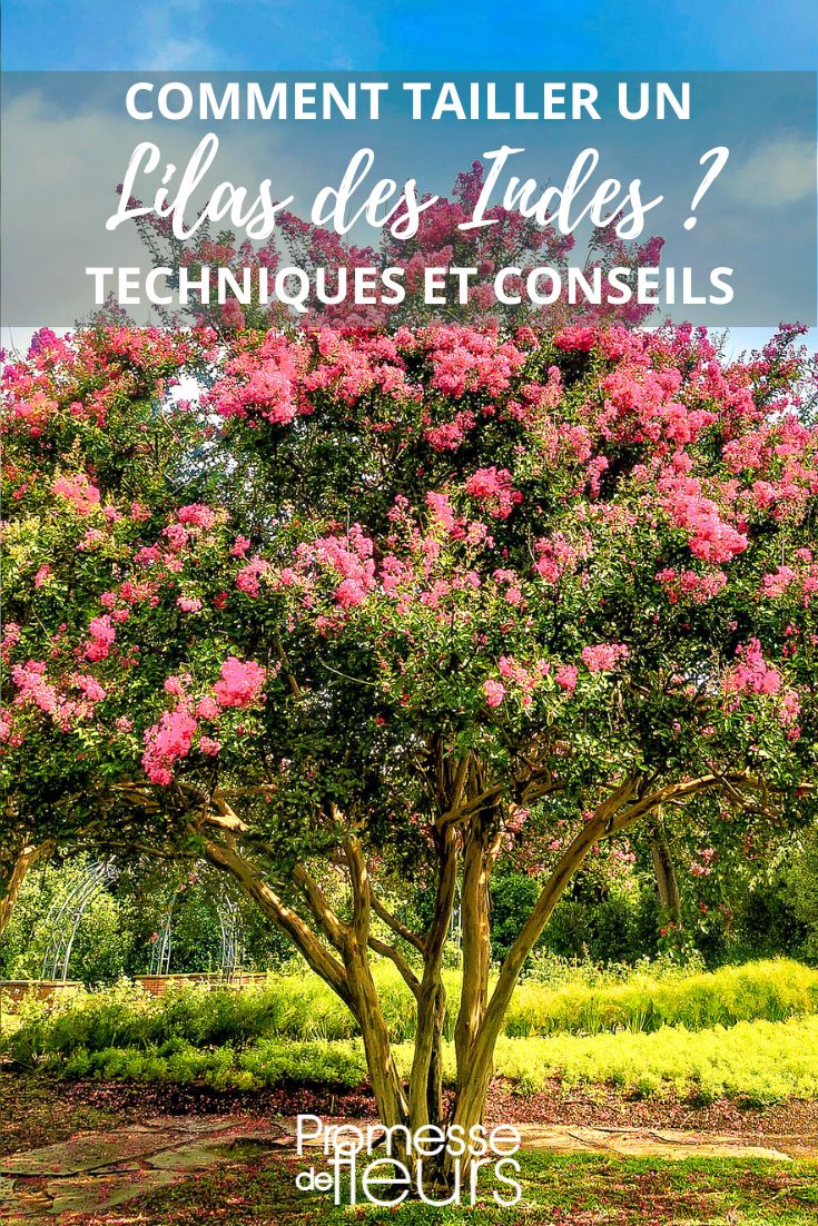 Pruning Tips for Lagerstroemia