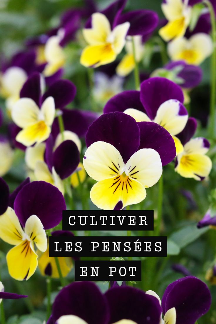 Growing pansies in pots or planters neck tricolor