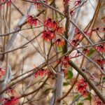 4 red-flowered Hamamelis for a dazzling winter garden