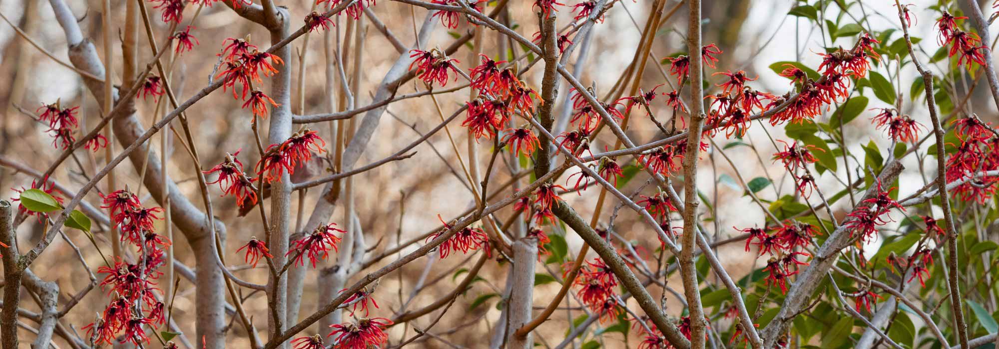 4 Red-flowered Hamamelis for a Dazzling Winter Garden
